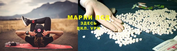 стаф Алзамай